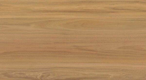Atlantic Blackbutt