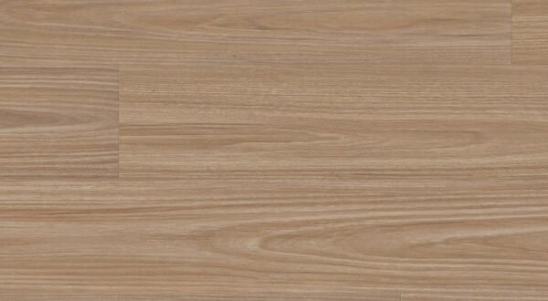 Titania Blackbutt