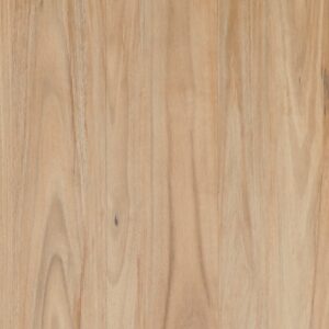 Bunya Blackbutt
