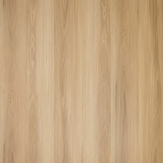 New England Blackbutt 1 New England Blackbutt