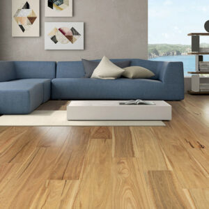 Timber Spotted Gum